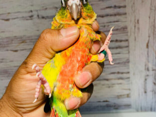 Yellow sided conure baby handtame