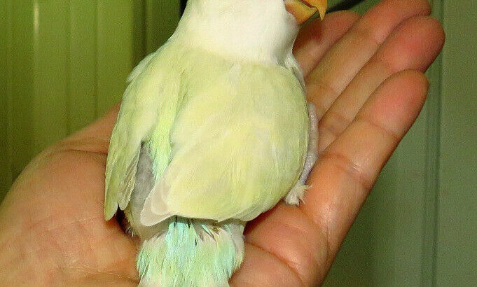 SUPER TAME handfed baby lovebird (whiteface lacewing)==ON HOLD