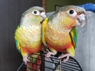 Yellowsided Conures
