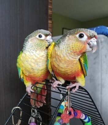 Yellowsided Conures
