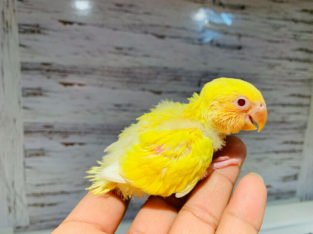 SOLD Lovebird baby sale both hand tame