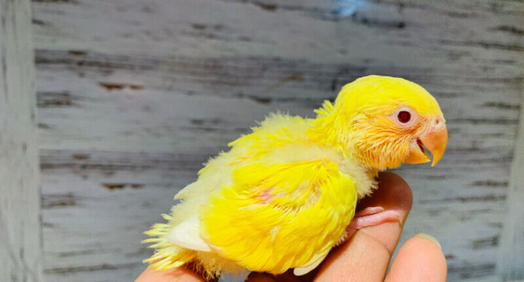 SOLD Lovebird baby sale both hand tame
