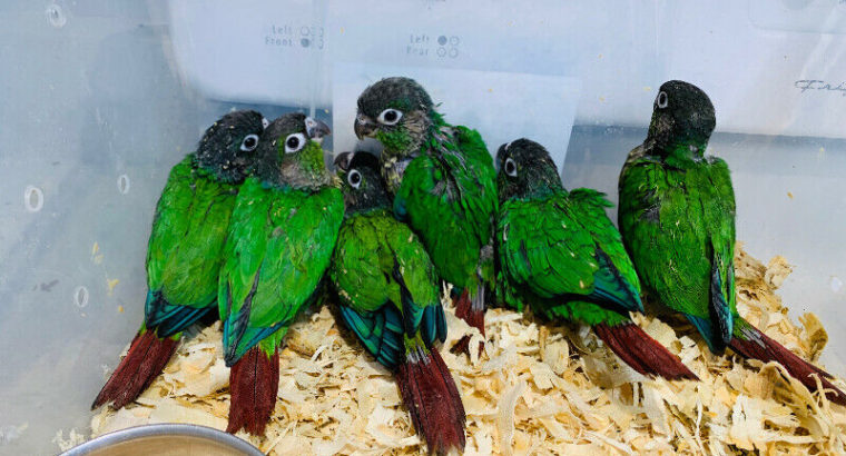 Greencheek conure baby handfeed