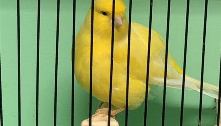 Canaries for sale