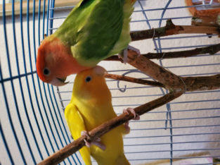 Hand tamed Lovebirds breeder with cage