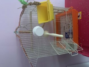 Small love bird cage with toys,bowls and swings.