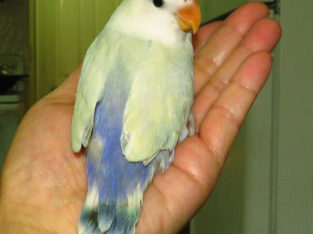 handfed baby lovebird (whitefaced)==ON HOLD