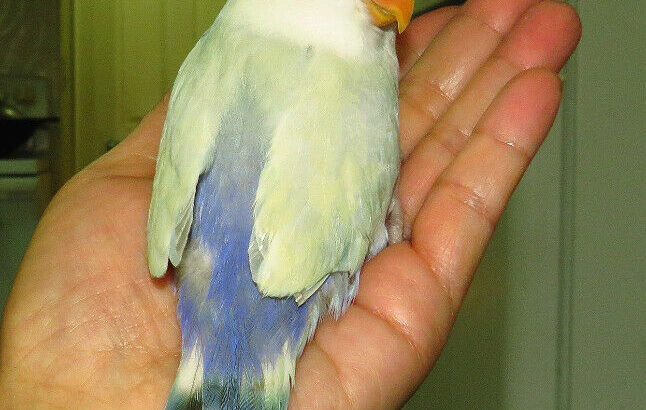 handfed baby lovebird (whitefaced)==ON HOLD