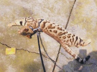 Wanted: Wanted！Bengal Kitten