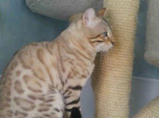 TICA registered bengal kittens due