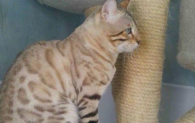 TICA registered bengal kittens due