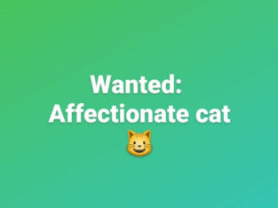 Wanted: Wanted: Affectionate adult cat