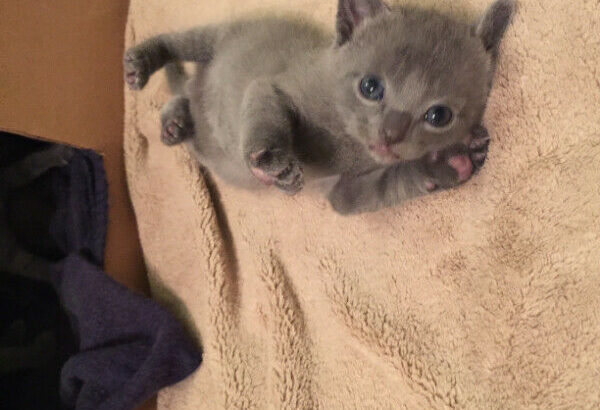 Russian blue kittens