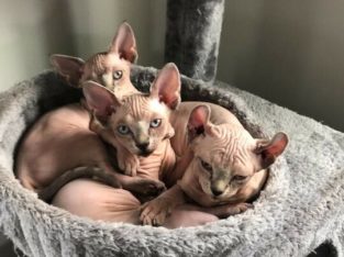 Sphynx Elf cat