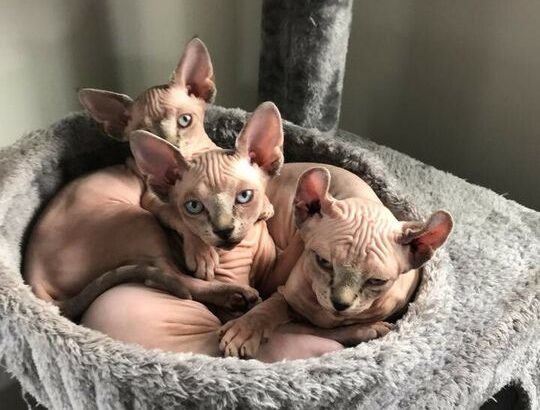 Sphynx Elf cat