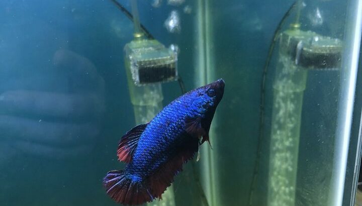 Female betta fish