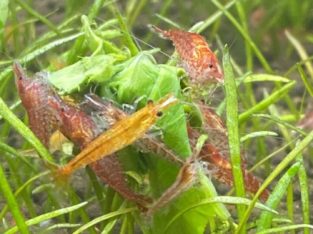 Cherry and Yellow Shrimp