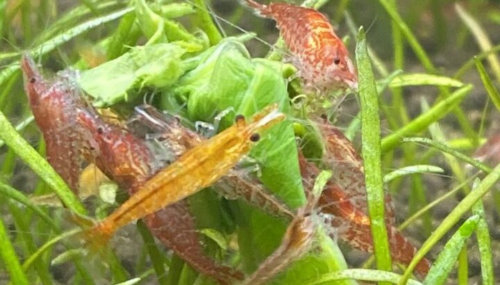 Cherry and Yellow Shrimp