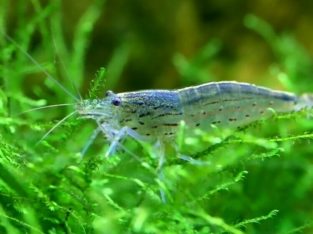 Wanted: WANTED: Amano Shrimp