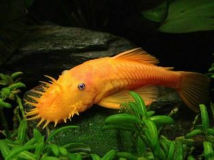 Wanted: Wanted: yellow bristle nose pleco