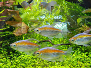 Congo Tetra- FREE