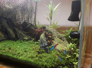 3 Neon Tetras/Ramshorn + Malaysian Trumpet Snail