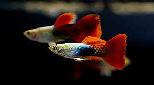 Beautiful Guppy Fish for Sale