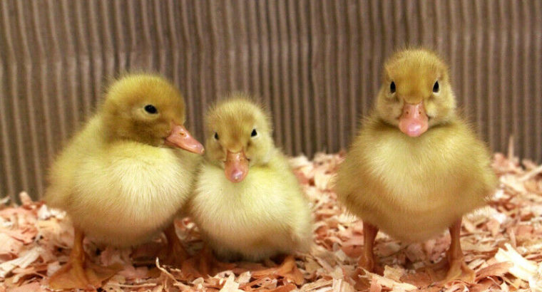 Wanted: Want Pekin ducklings