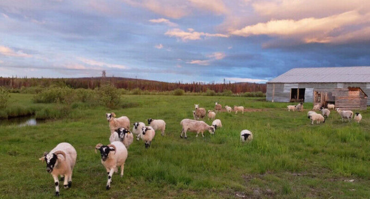 Fall Grass fed Lamb