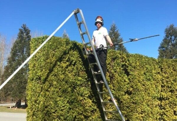 PROFESSIONAL HEDGE & SHRUB TRIMMING SERVICE – RELIABLE SERVICE