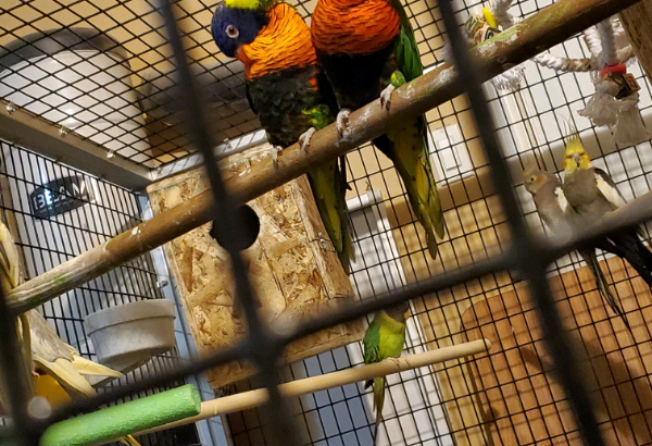 Breeding paira of rainbow lorikeets for sale