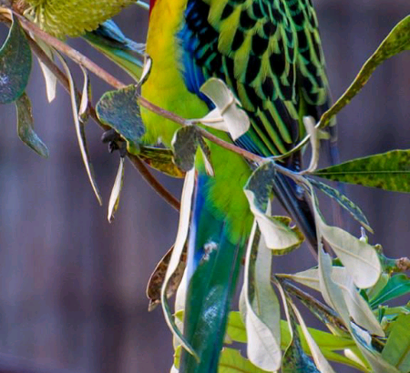 Breeding pair of eastern rosellas for sale