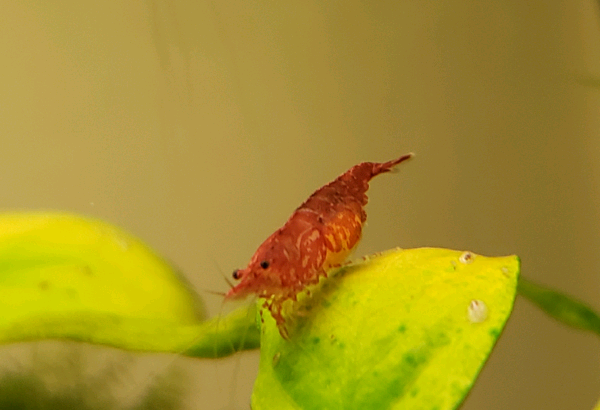 Cherry shrimp for sale