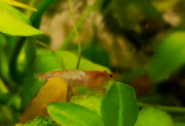 Cherry shrimp for sale