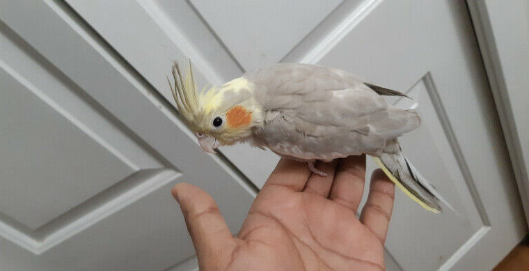 Cockatiel Hand Raised Baby