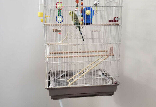 2 budgies, with cage, toys, and food.