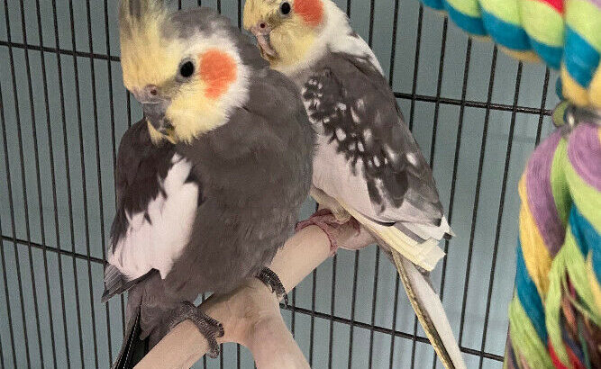 Wanted: LOST BIRD (Cockatiel)