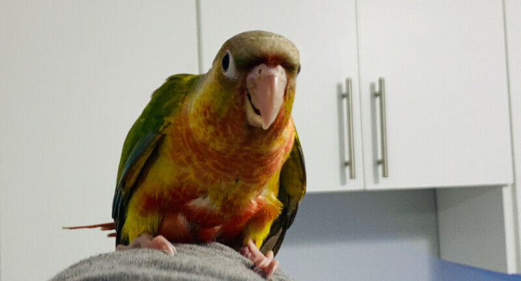 Red face pineapple conure baby rdy to go