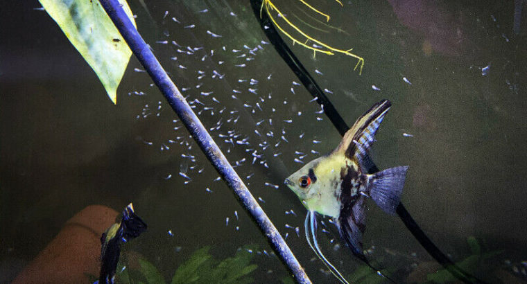 Anglefish breeding Pair