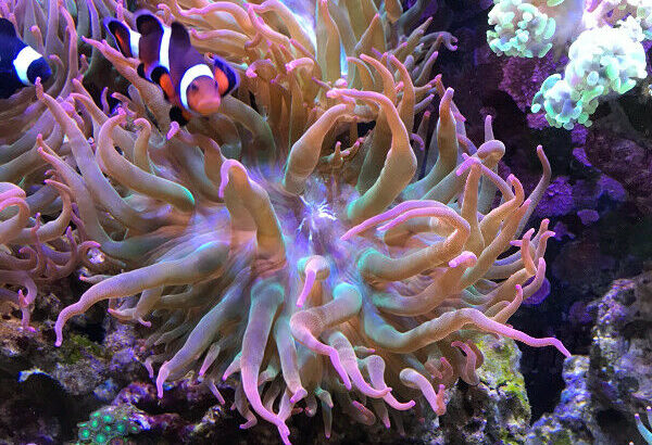 2 Anemones For Sale