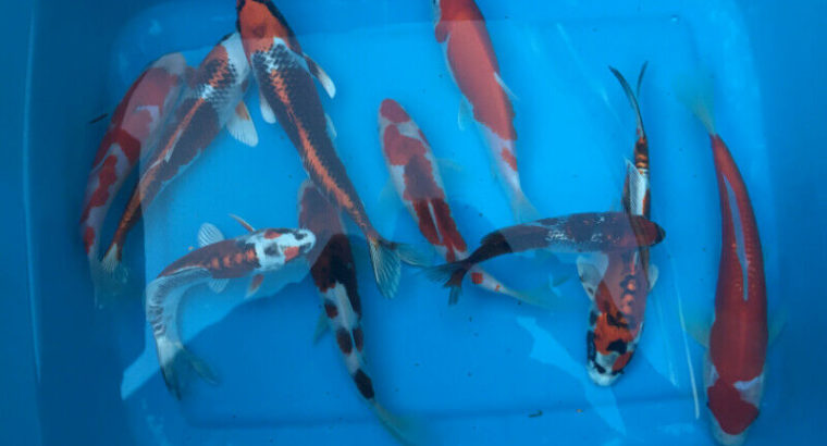 koi fish Imported from Niigata Japan