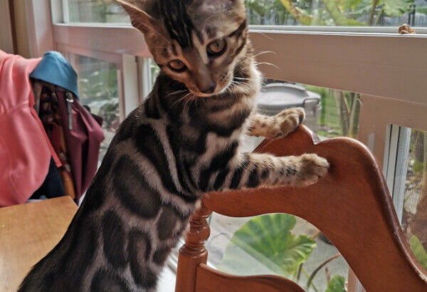 Premium Rosetted Bengal Kittens from TICA Registered Breeder