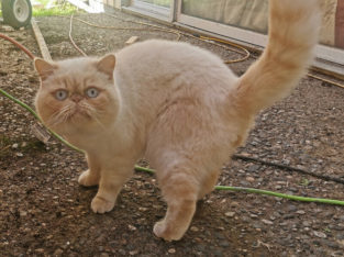 Exotic Shorthair kitten(REGISTERED)