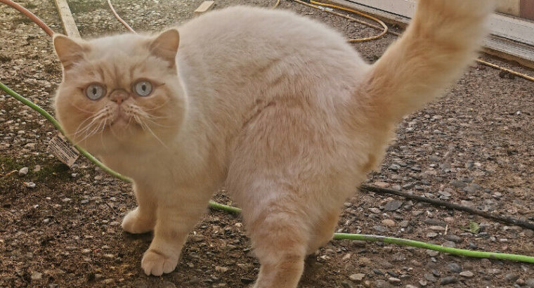 Exotic Shorthair kitten(REGISTERED)