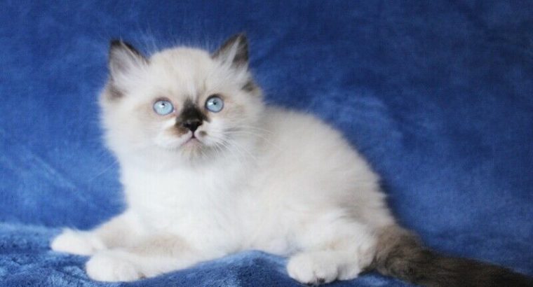 BOY RAGDOLL KITTENS ARE READY FOR ADOPTION