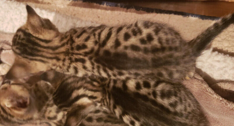 Beautiful Female F4 Savannah Kitten-SOLD