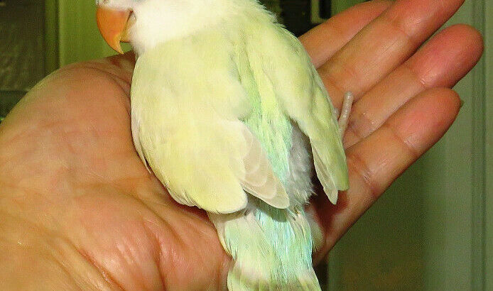 SUPER TAME handfed baby lovebird (whiteface lacewing)==ON HOLD