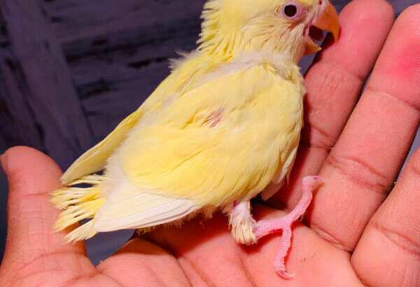 SOLD Lovebird baby sale both hand tame