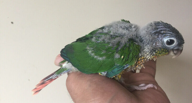 Baby Conures