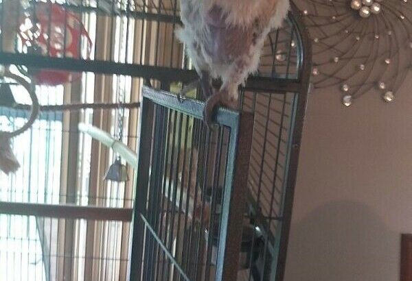 Goffin Cockatoo with large cage.